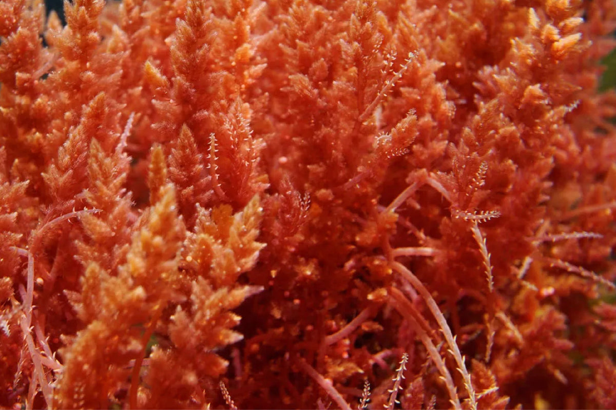 Know the Benefits of Reg Algae in your Skincare